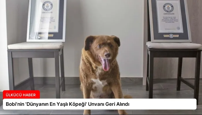 Bobi’nin ‘Dünyanın En Yaşlı Köpeği’ Unvanı Geri Alındı