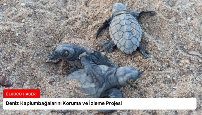 Deniz Kaplumbağalarını Koruma ve İzleme Projesi