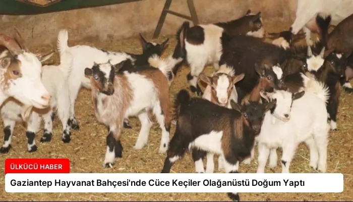 Gaziantep Hayvanat Bahçesi’nde Cüce Keçiler Olağanüstü Doğum Yaptı