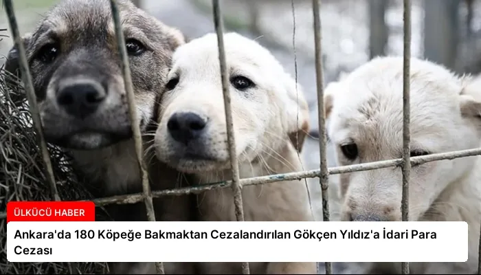 Ankara’da 180 Köpeğe Bakmaktan Cezalandırılan Gökçen Yıldız’a İdari Para Cezası
