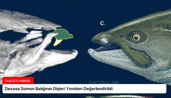 Devasa Somon Balığının Dişleri Yeniden Değerlendirildi