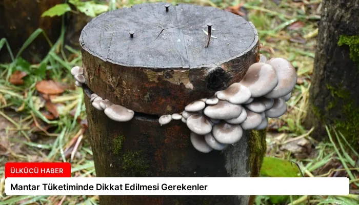 Mantar Tüketiminde Dikkat Edilmesi Gerekenler