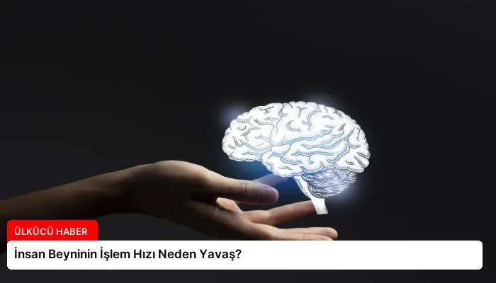 İnsan Beyninin İşlem Hızı Neden Yavaş?