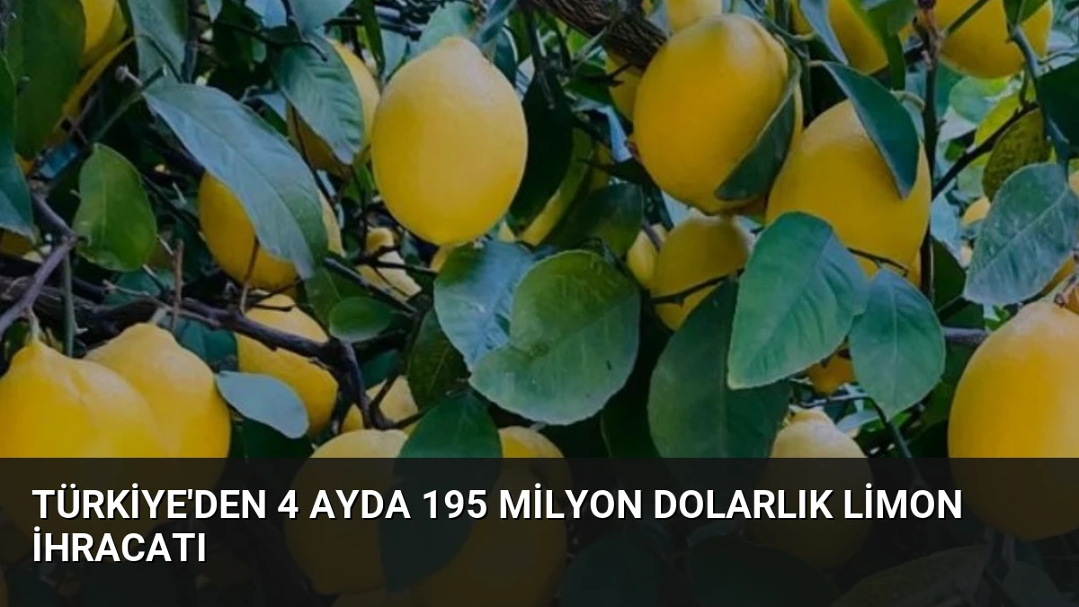 Türkiye’den 4 Ayda 195 Milyon Dolarlık Limon İhracatı