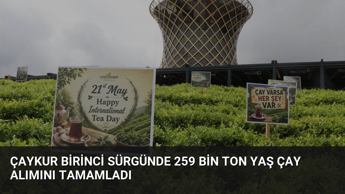 ÇAYKUR Birinci Sürgünde 259 Bin Ton Yaş Çay Alımını Tamamladı